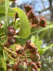 Angophora hispida