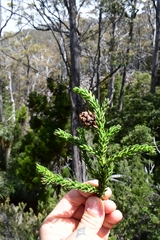 Athrotaxis selaginoides