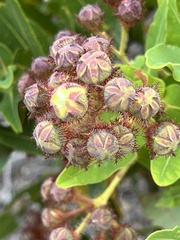 Angophora hispida