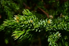 Athrotaxis selaginoides