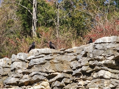 Cathartes aura septentrionalis