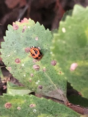 Harmonia axyridis