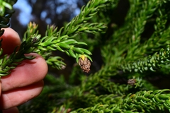 Athrotaxis selaginoides