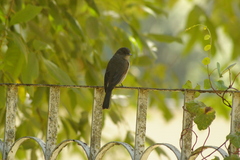 Melaenornis chocolatinus