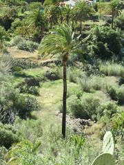 Phoenix canariensis