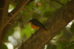 Cossypha semirufa