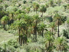 Phoenix canariensis image