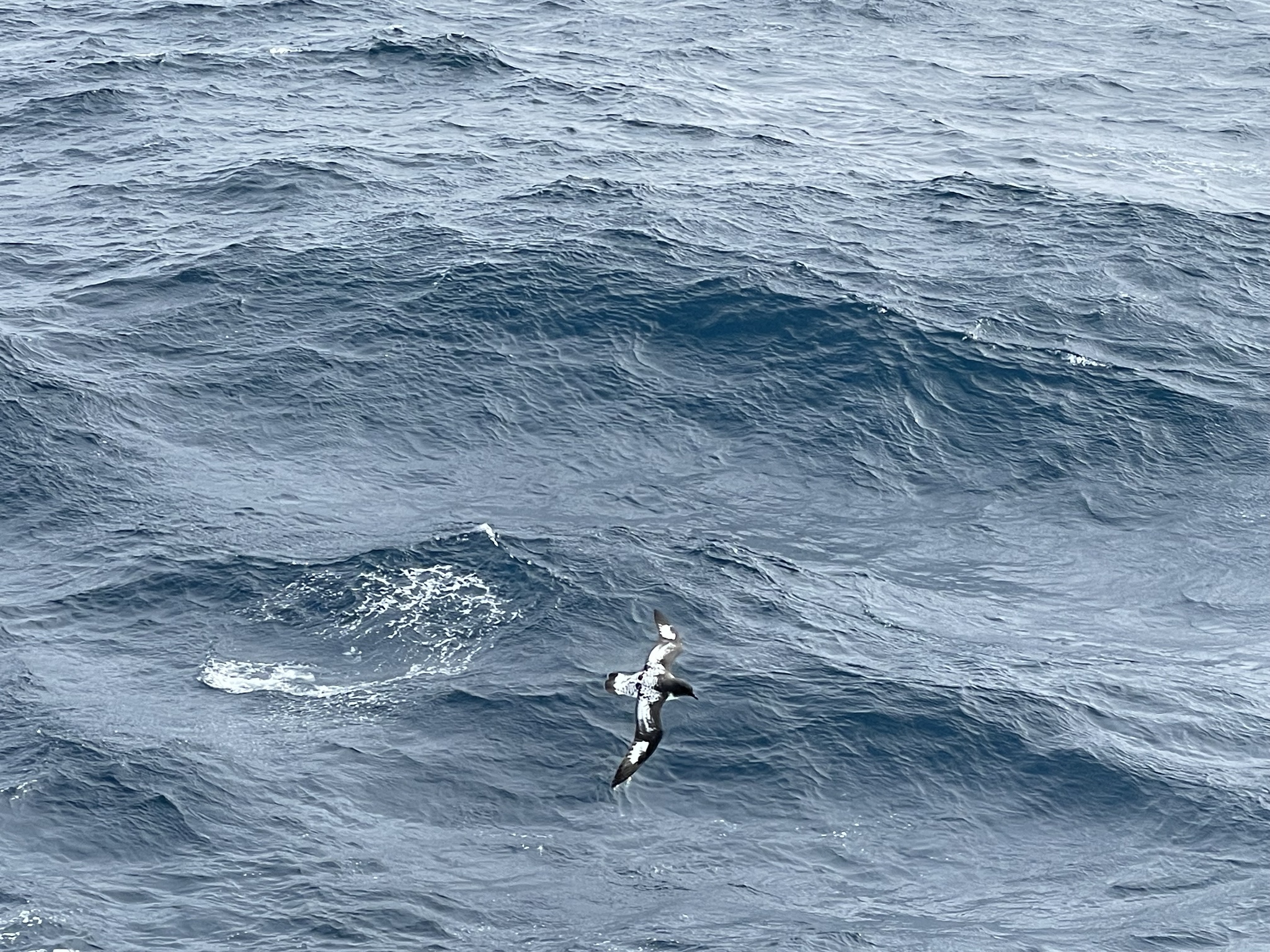 Pintado Petrel