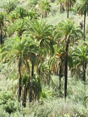 Phoenix canariensis image