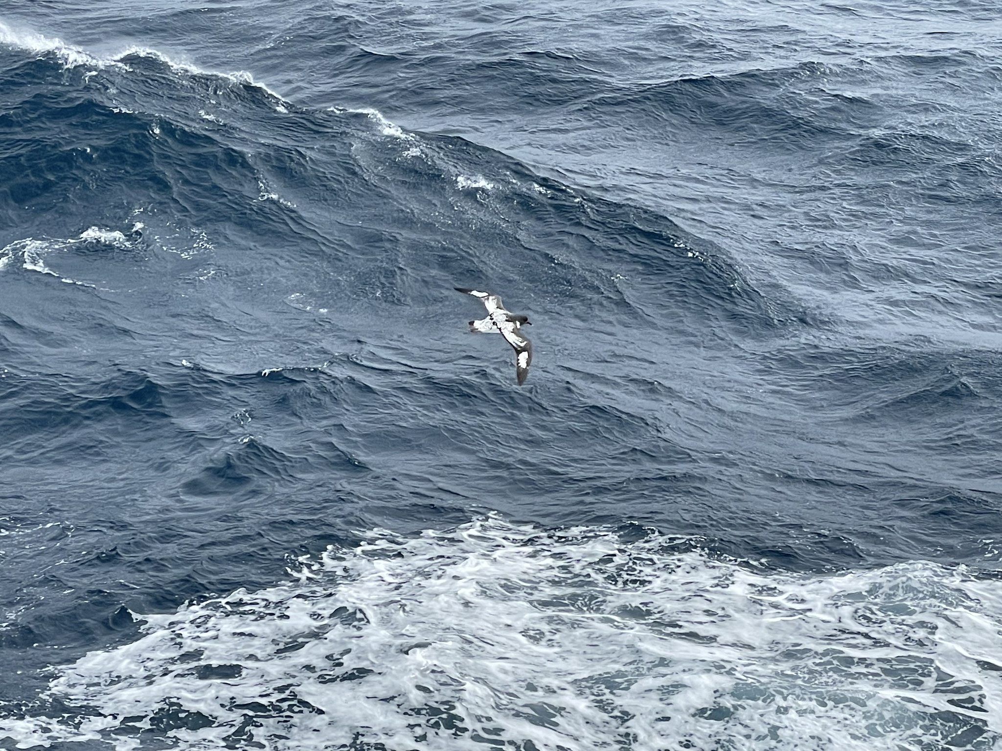 Pintado Petrel