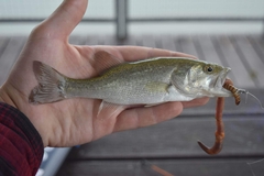 Micropterus salmoides