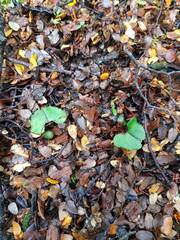Corybas hypogaeus