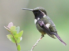 Philodice mitchellii