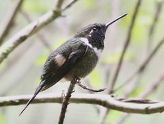 Philodice mitchellii