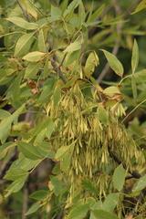 Fraxinus pennsylvanica