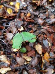 Corybas hypogaeus