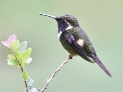 Philodice mitchellii