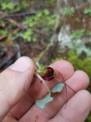 Corybas hypogaeus