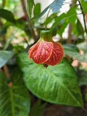 Callianthe darwinii