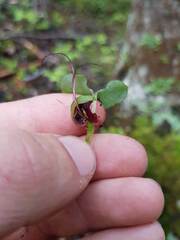 Corybas hypogaeus