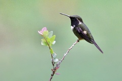 Philodice mitchellii