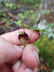 Corybas hypogaeus