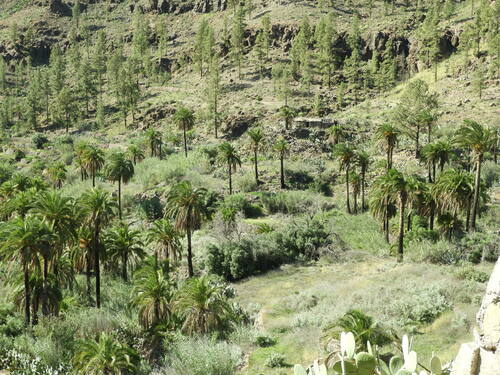 Phoenix canariensis image