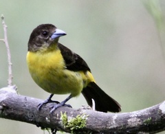 Ramphocelus flammigerus