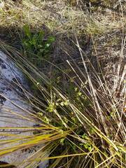 Chaerophyllum ramosum