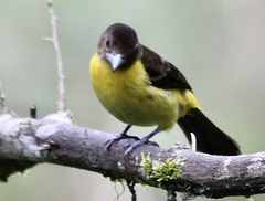Ramphocelus flammigerus