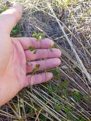 Chaerophyllum ramosum