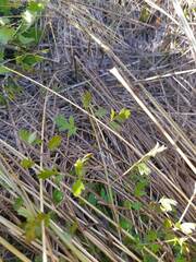 Chaerophyllum ramosum