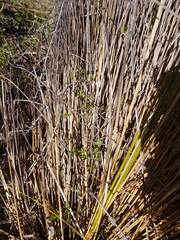 Chaerophyllum ramosum