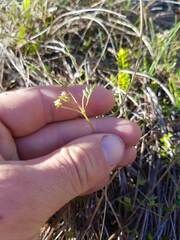 Chaerophyllum ramosum
