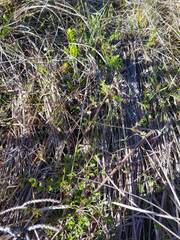 Chaerophyllum ramosum