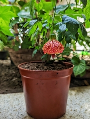 Callianthe darwinii