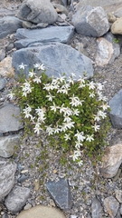 Lobelia angulata