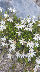 Lobelia angulata