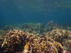 Millepora complanata