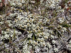 Raoulia parkii