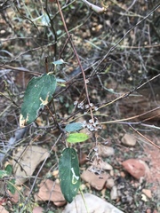 Ceanothus integerrimus