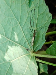 Tetragnatha extensa