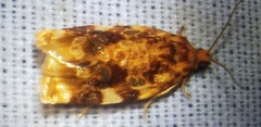 Archips argyrospila