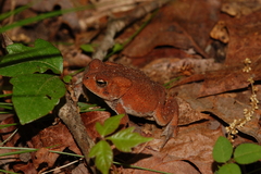 Anaxyrus americanus charlesmithi