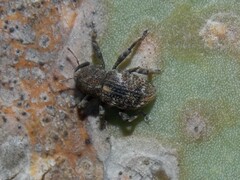 Gerstaeckeria knullorum