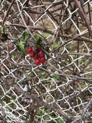 Solanum dulcamara