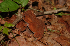 Anaxyrus americanus charlesmithi