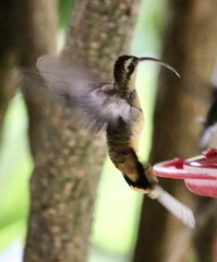 Phaethornis syrmatophorus