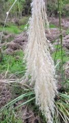 Austroderia richardii