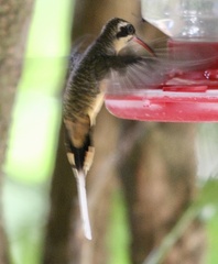 Phaethornis syrmatophorus